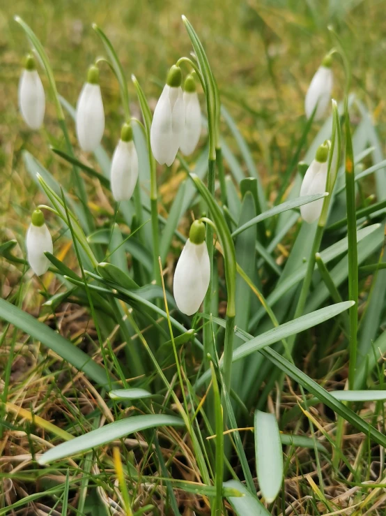 small white flowers sitting in the grass on top of the grass