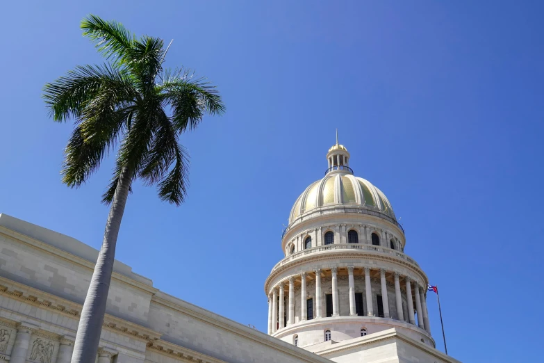 a tree in front of the dome of a building