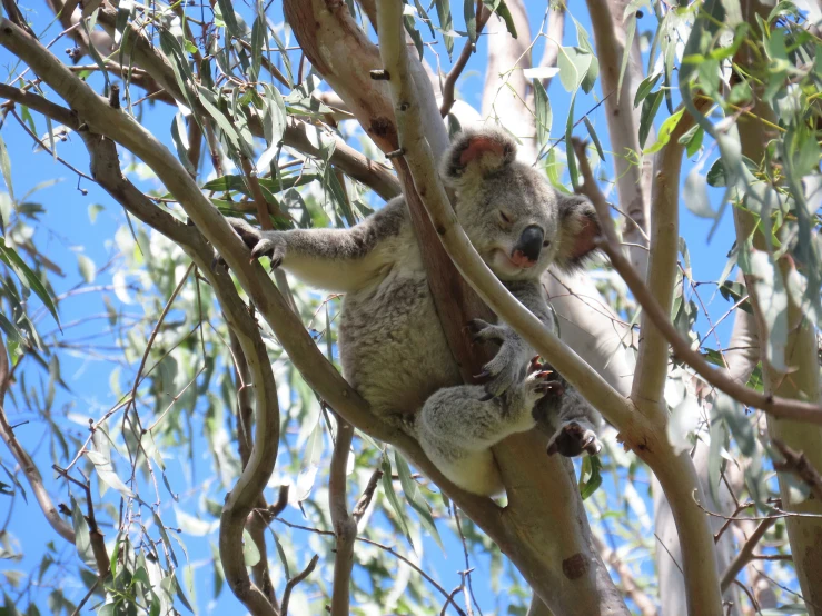 there is a koala that is sitting in a tree