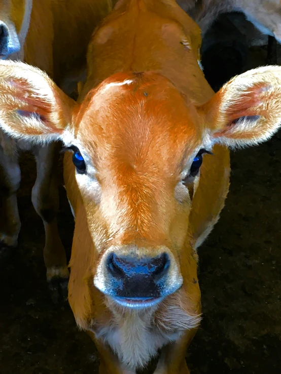 a brown cow with blue eyes looks to the camera