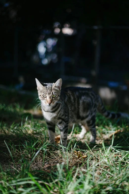 a small kitten is walking in the grass