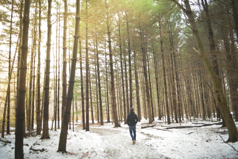 a person is walking in the woods, surrounded by trees