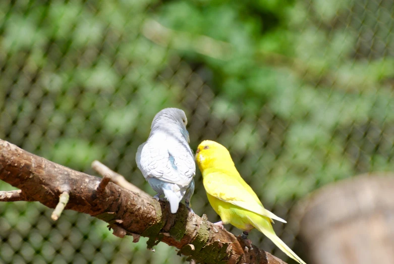 two small yellow and gray birds perched on tree nch