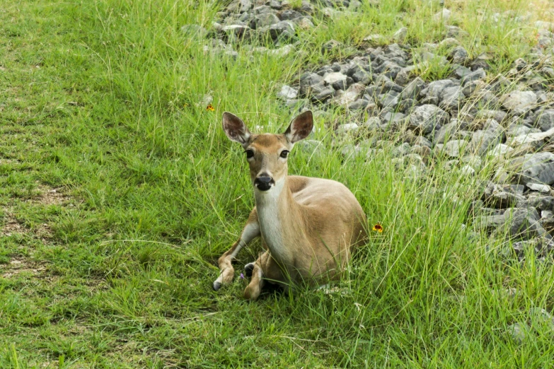 a young deer sitting down in a field