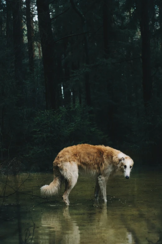 a brown and white dog standing in a swampy forest