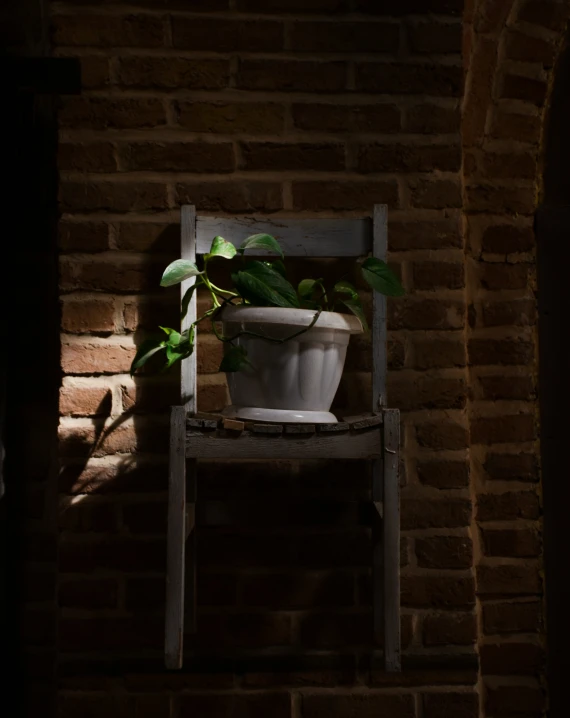 an image of a plant that is in a chair