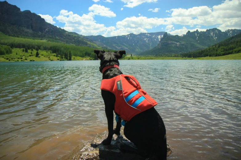 dog sitting in the middle of water in a park