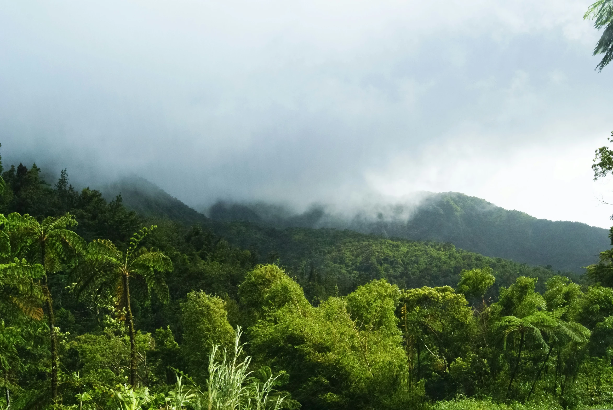 the clouds are hovering low in the forest