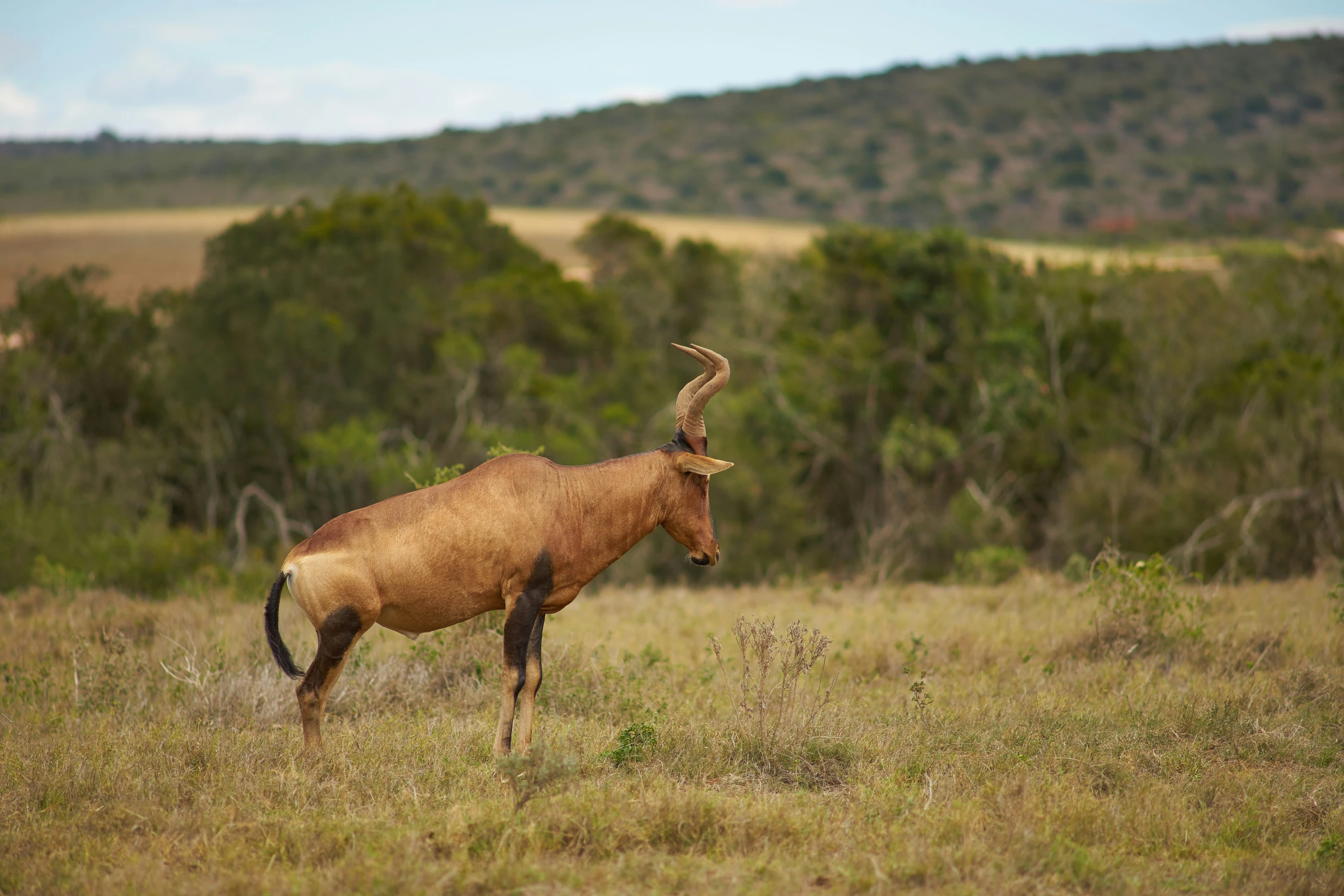 an antelope stands in a grassy field with many trees