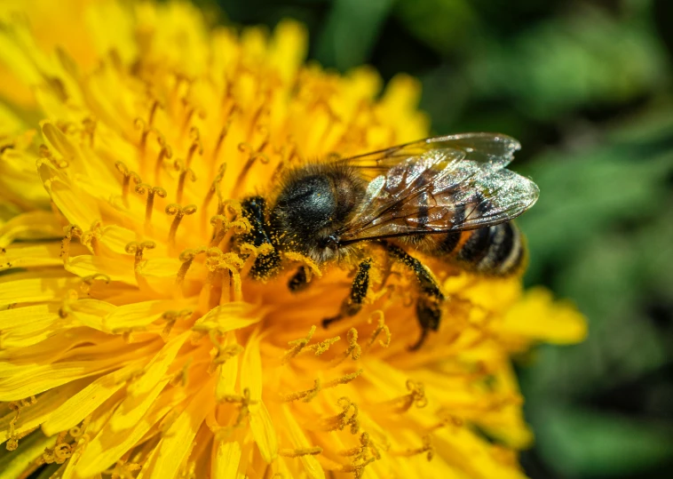 bee on dandelion flower with honeybee closeup