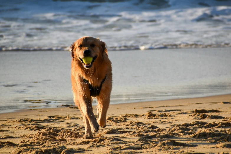 there is a dog that is running on the beach with a ball