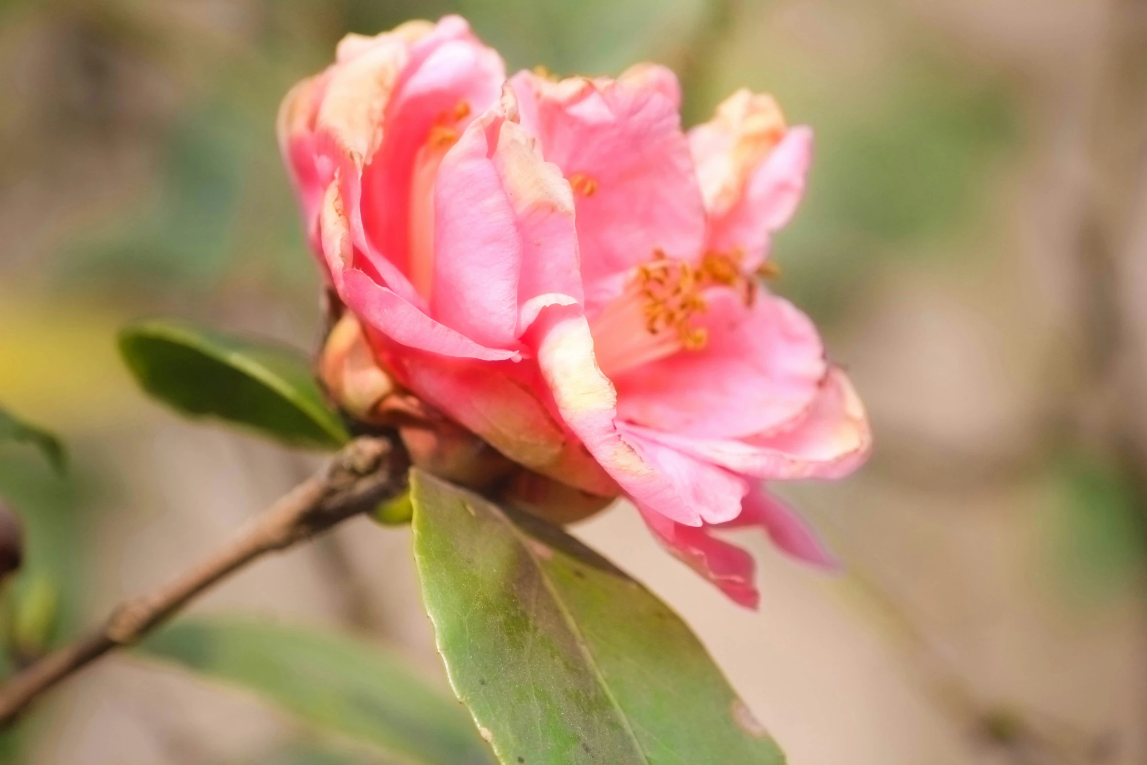 a pink flower bud on a tree nch