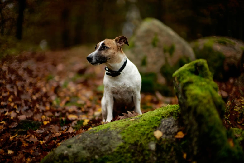 a small white and brown dog on top of a leaf covered forest