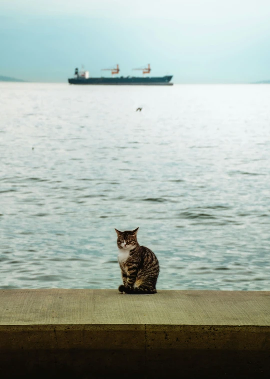 a cat sits on the edge of a wall and looks into the distance