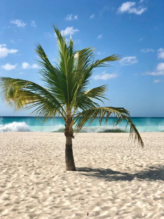 a palm tree that is sitting in the sand