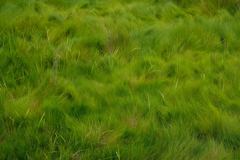 an upclose image of the green grass