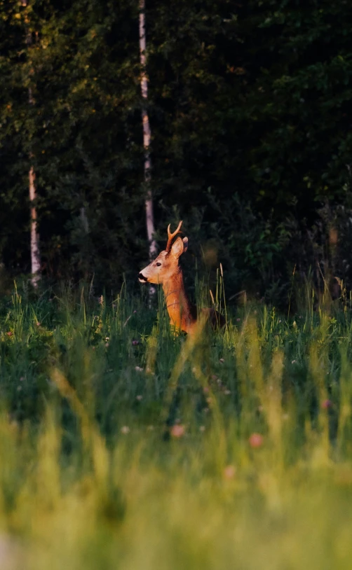 deer looking around in grass near many trees