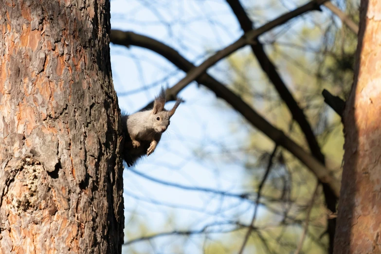 squirrels in trees eat food on the side