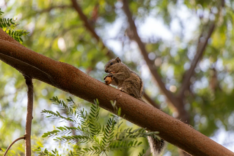 a small bird sitting on a nch in front of a group of trees