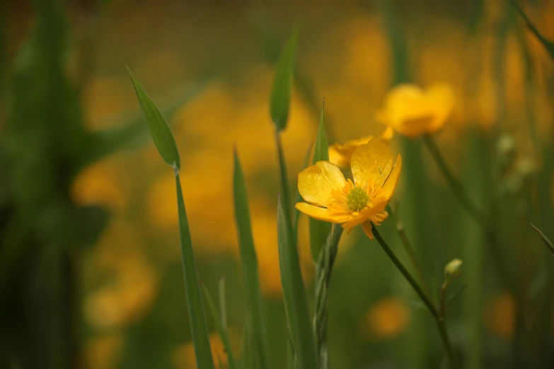 a yellow wildflower is pictured closeup in this image