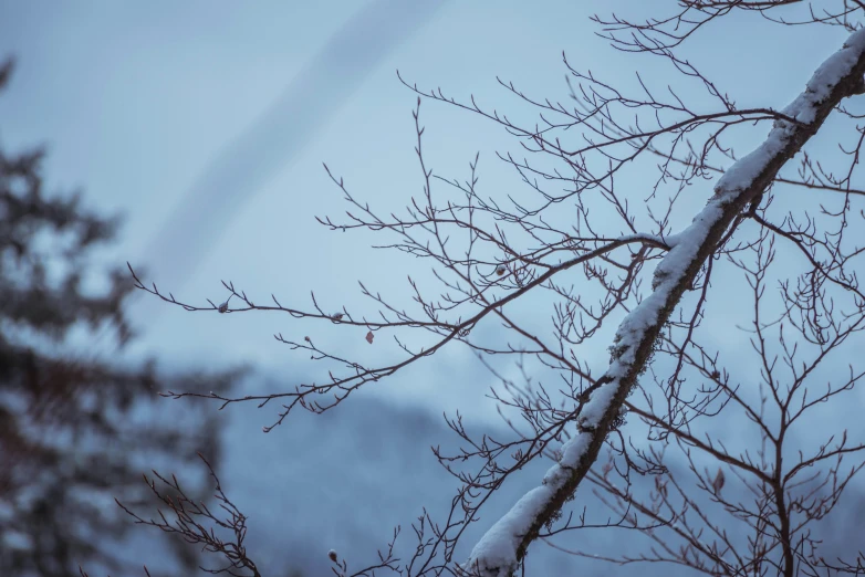 a tree is shown with snow on it