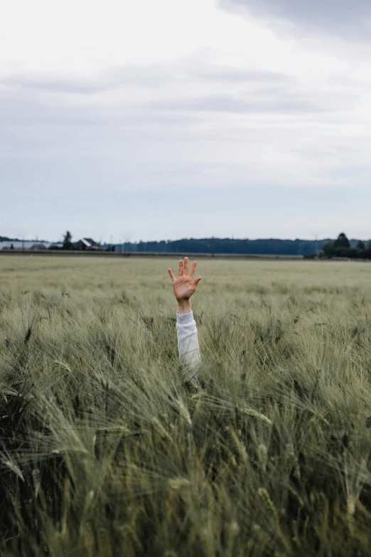 a hand reaching up into the sky above a wheat field