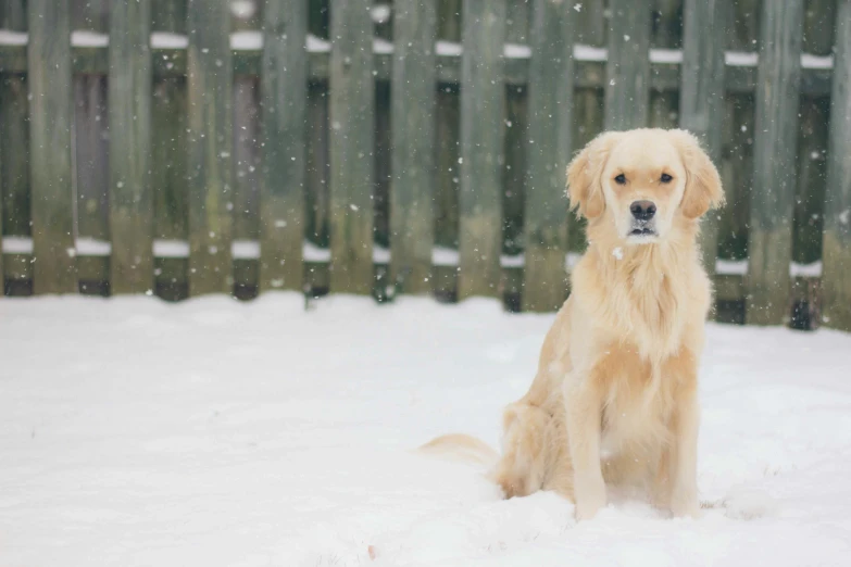a golden retriever dog in the snow near a fence