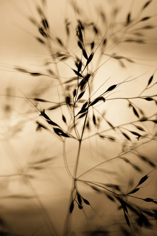 an blurry image of some plants outside