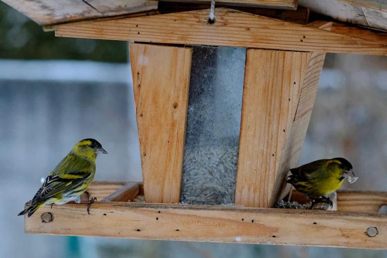 a bird feeder with two birds perched on it