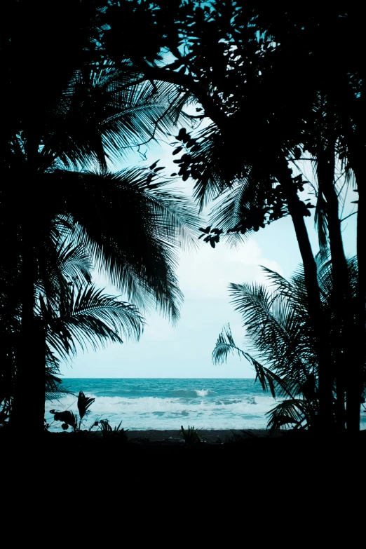 silhouette of some palm trees by the ocean