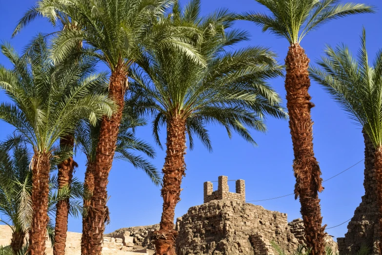 palm trees line the pathway between two old buildings