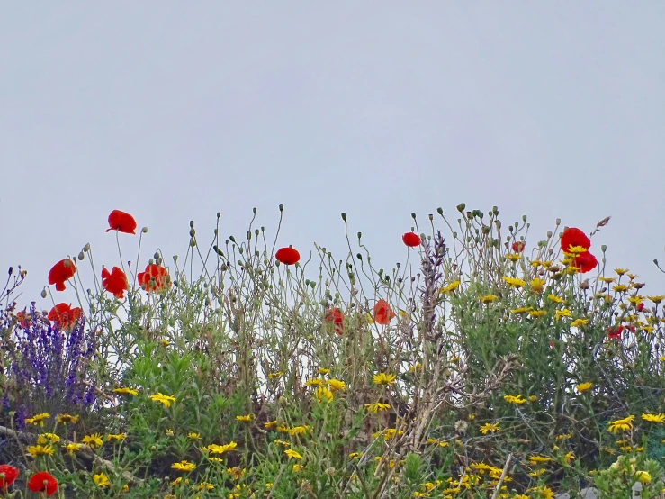 a field full of wild flowers under a cloudy sky