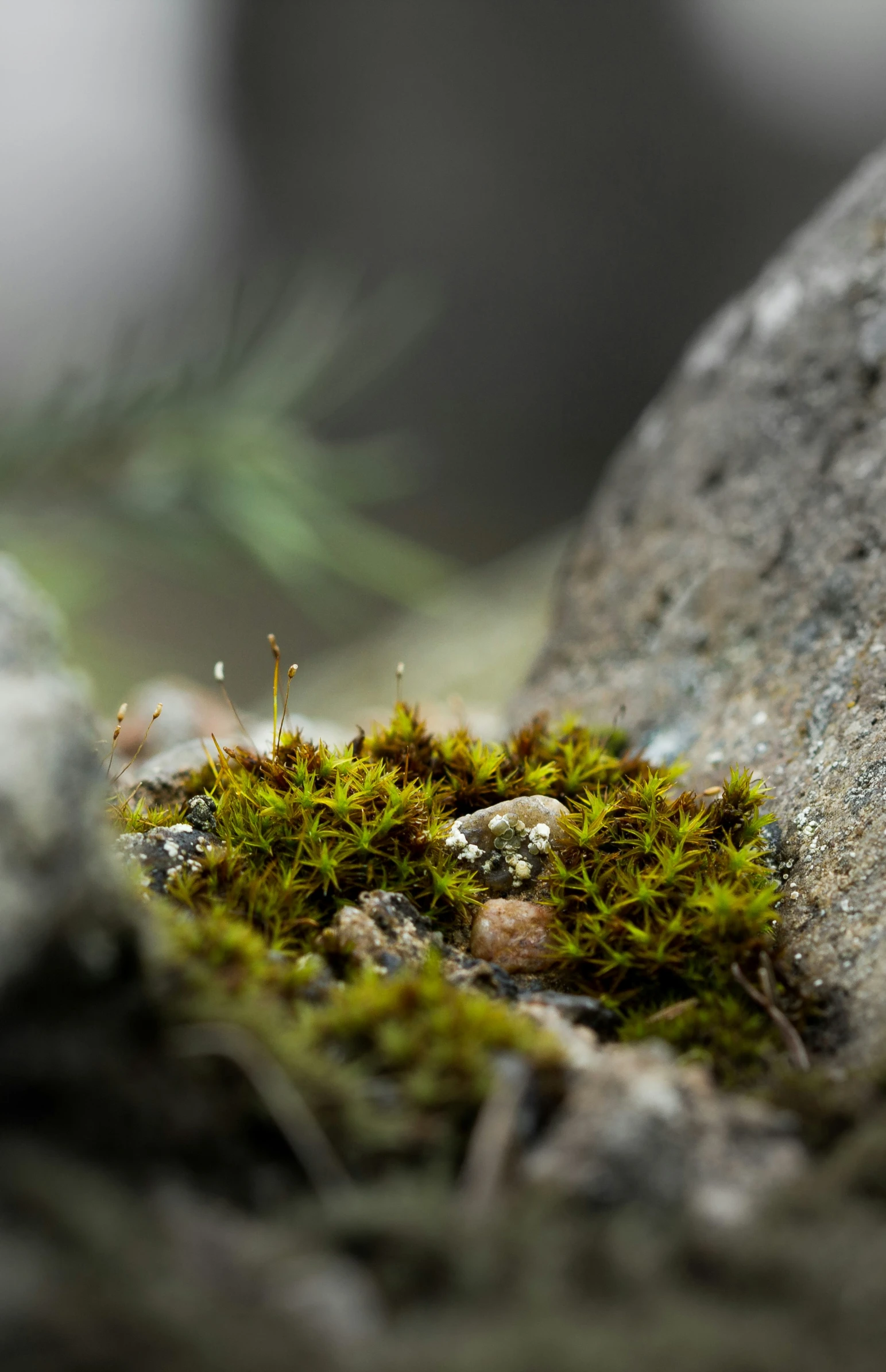 small plant life growing in between two rocks