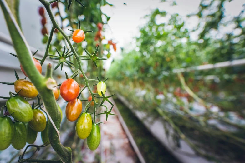 many tomatoes are growing in the middle of a garden