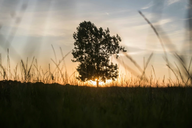 a tree is pictured as the sun rises over the horizon