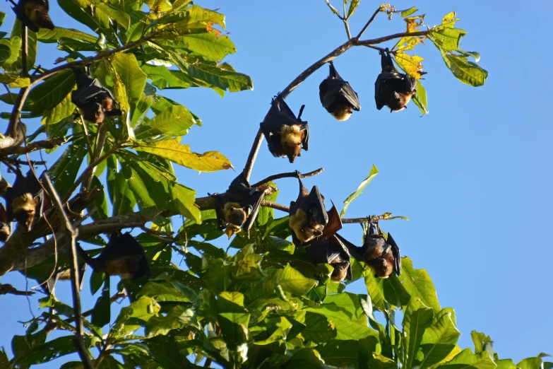 some fruit hanging from a tree in the blue sky