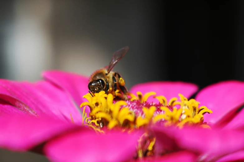 a bee is sitting on the middle of a pink flower