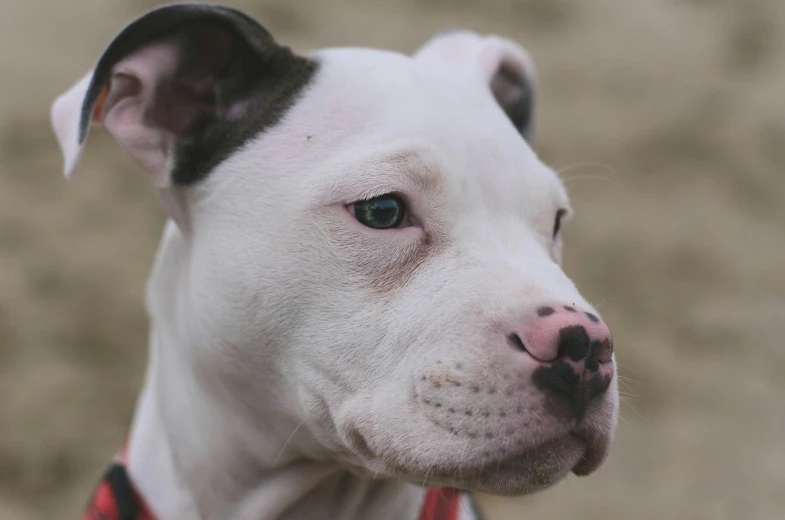 the dog is wearing a collar and a checkered collar