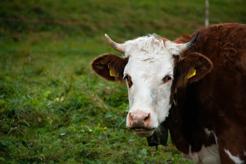 a large cow with horns standing in a field