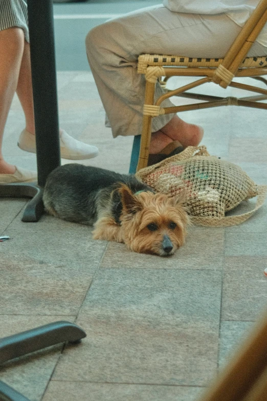 a brown and black dog laying down next to a chair