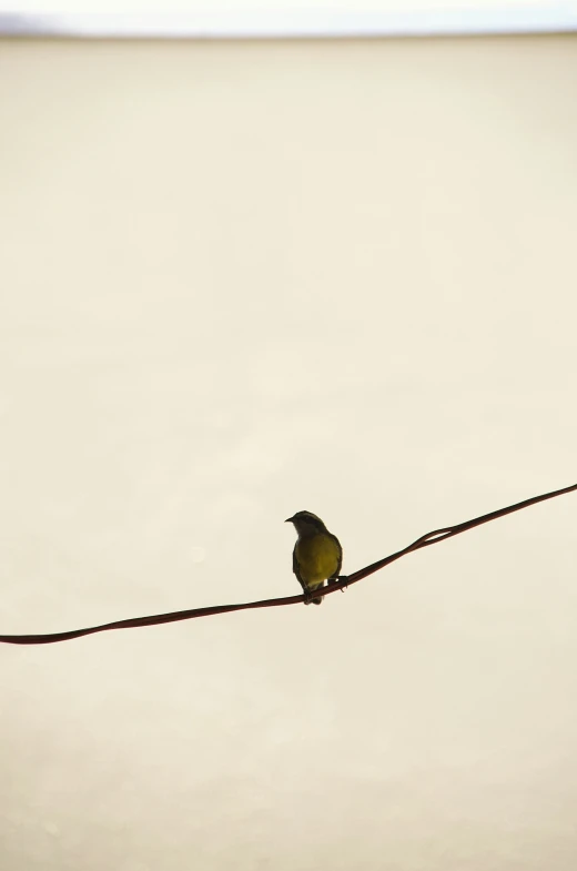 a small bird sitting on top of a wire next to a sky