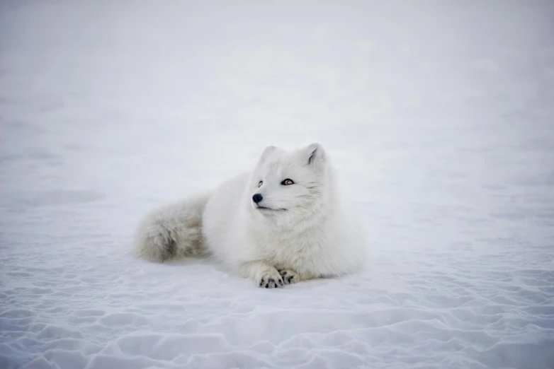 a white wolf in the snow with blue eyes