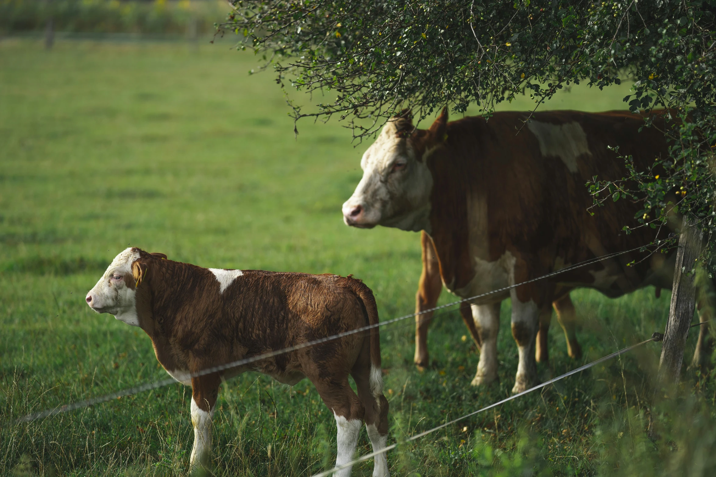 two cows standing near each other on a field