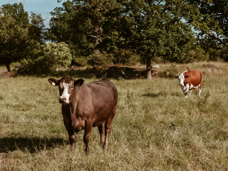 two cows standing in the grass in front of some trees