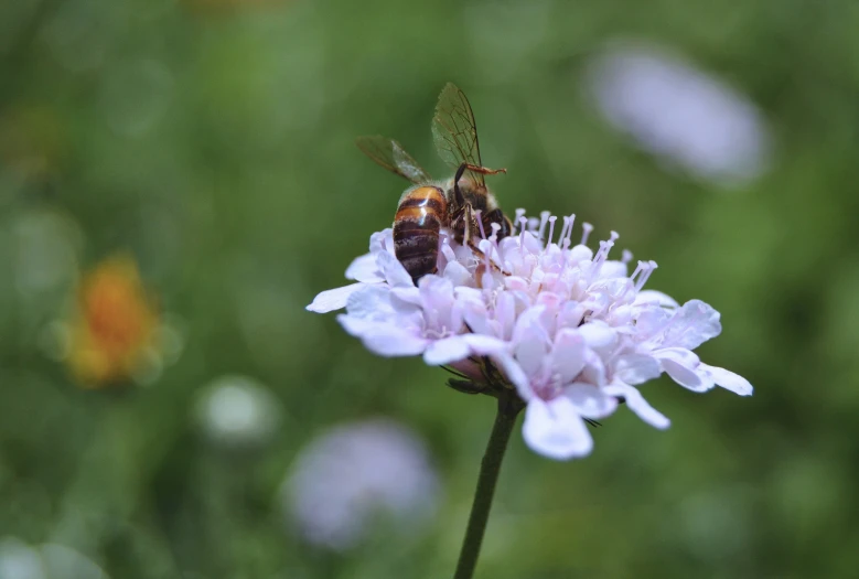 an insect sitting on a purple flower outside