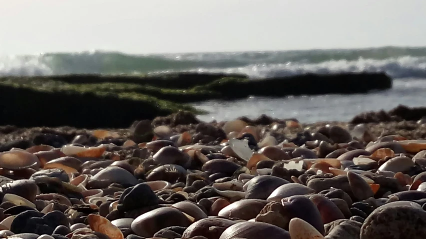 a bunch of small rocks are on the beach