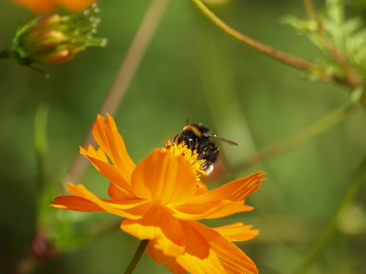 a close up of a bee on an orange flower