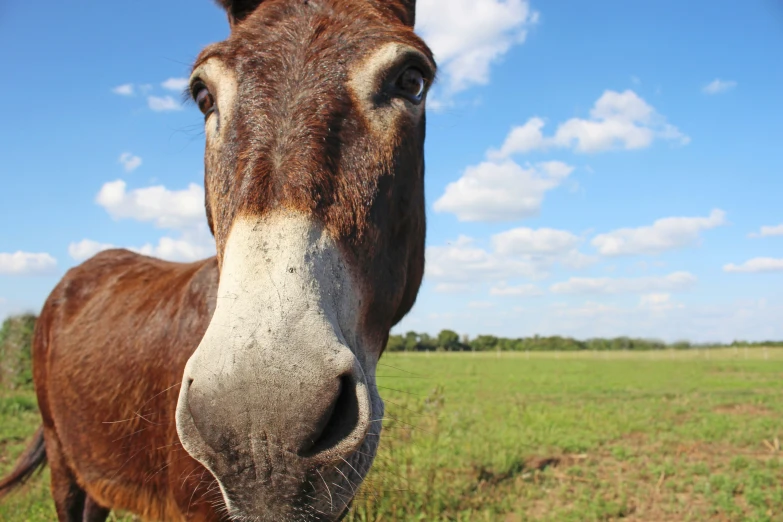 the side view of a donkey on a farm in an open pasture