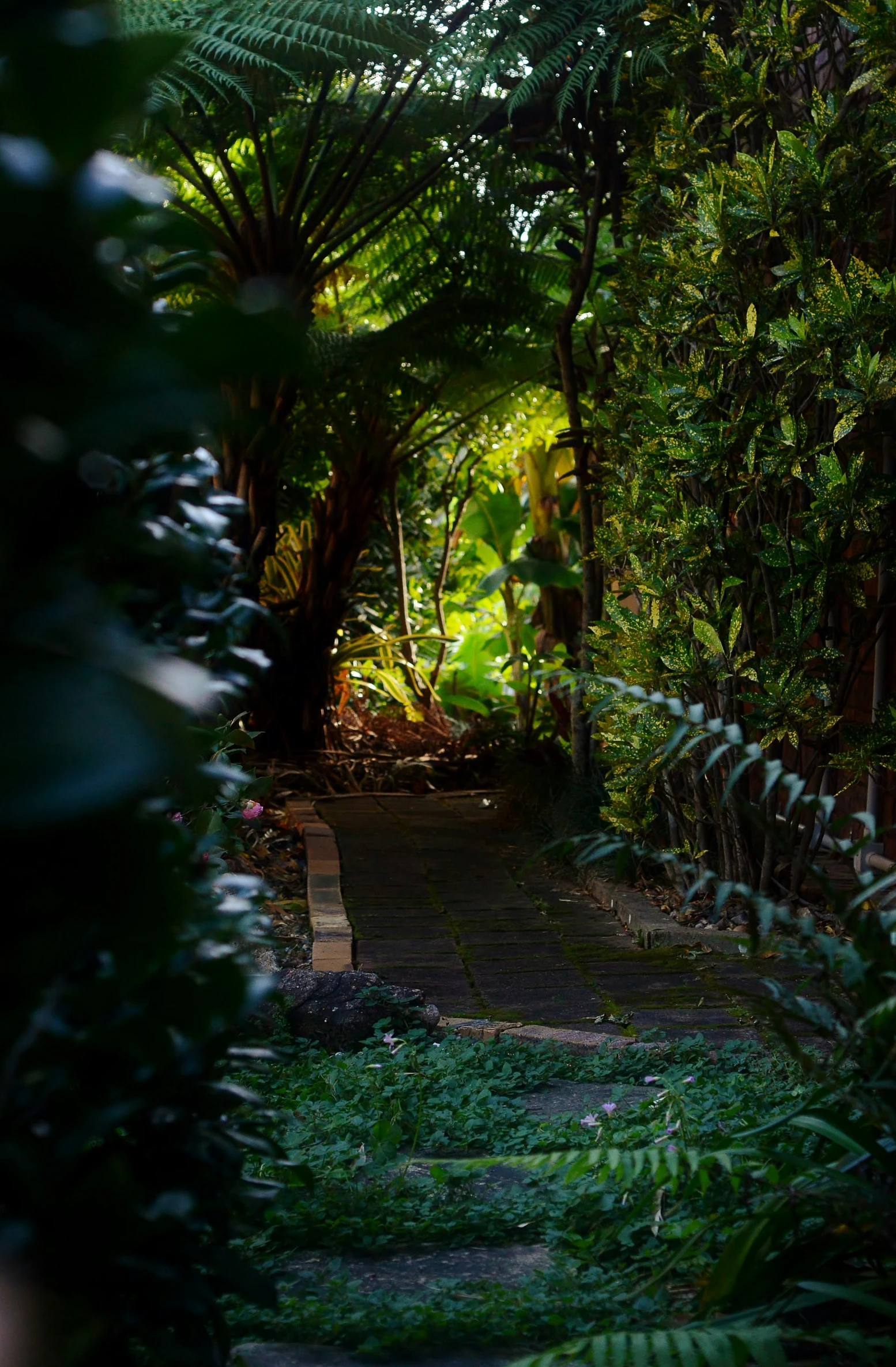 a paved pathway in a lush, green tropical forest