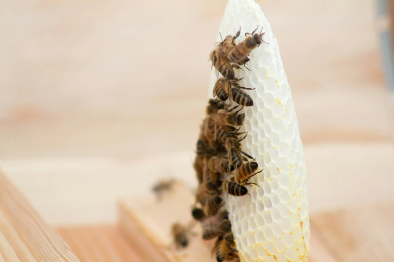 a large bee sitting on a small cone